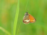 Coenonympha arcania 54, Tweekleurig hooibeestje,  Saxifraga-Mark Zekhuis
