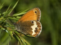 Coenonympha arcania 7, Tweekleurig hooibeestje, Saxifraga-Marijke Verhagen