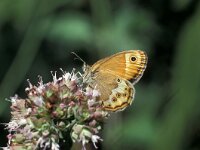 Coenonympha dorus 5, Bleek hooibeestje, Vlinderstichting-Kars Veling