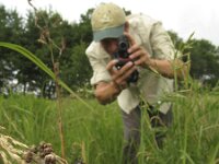 Coenonympha glycerion 6, Roodstreephooibeestje, Saxifraga-Rob Felix : Animalia, Arthropoda, Insecta, Lepidoptera, Mark Zekhuis, Personen, animal, arthropod, butterfly, dier, dieren, geleedpotige, geleedpotigen, insect, insecten, mensen, people, vlinder, vlinders