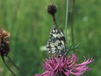 Coenonympha glycerion 7, Roodstreephooibeestje, Vlinderstichting-Kars Veling