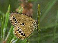 Coenonympha oedippus 5, Goudooghooibeestje, female, Vlinderstichting-Kars Veling