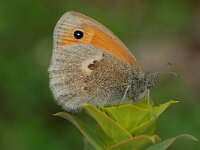 Coenonympha pamphilus 20, Hooibeestje, Vlinderstichting-Albert Vliegenthart