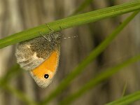 Coenonympha pamphilus 31, Hooibeestje, Saxifraga-Jan van der Straaten