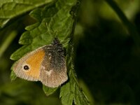 Coenonympha pamphilus 34, Hooibeestje, Saxifraga-Jan van der Straaten