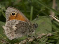 Coenonympha pamphilus 43, Hooibeestje, Saxifraga-Jan van der Straaten