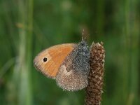 Coenonympha pamphilus 47, Hooibeestje, Saxifraga-Kars Veling