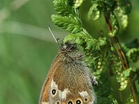 Coenonympha tullia 13, Veenhooibeestje, Vlinderstichting-Joost Uittenbogaard
