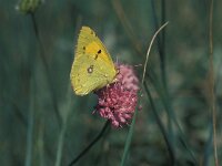 Colias croceus 12, Oranje luzernevlindre, male, Vlinderstichting-Kars Veling