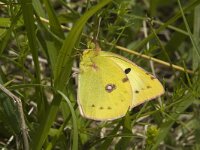 Colias croceus 17, Oranje luzernevlinder, Saxifraga-Jan van der Straaten