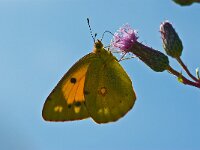 Colias croceus 31, Oranje luzernevlinder, Saxifraga-Rik Kruit