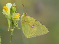 Colias croceus 40, Oranje luzernevlinder, Saxifraga-Luuk Vermeer