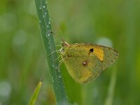 Colias croceus 8, Oranje luzernevlinder, Saxifraga-Arthur van Dijk