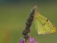 Colias hyale 12, Gele luzernevlinder, Vlinderstichting-Jaap Bouwman