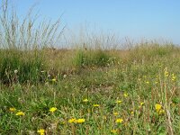 Colias hyale 2, Gele luzernevlinder, habitat, Vlinderstichting-Henk Bosma
