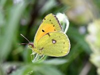 Colias myrmidone 5, Bremvlinder, Saxifraga-Peter  Gergely
