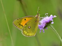 Colias myrmidone 6, Bremvlinder, Saxifraga-Peter  Gergely