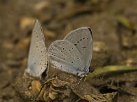 Cupido alcetas 11, Zuidelijk staartblauwtje, Saxifraga-Marijke Verhagen