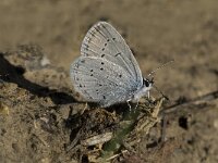 Cupido alcetas 13, Zuidelijk staartblauwtje, Saxifraga-Jan van der Straaten