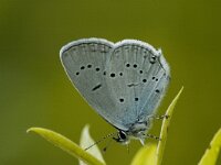 Cupido alcetas 14, Zuidelijk staartblauwtje, Saxifraga-Marijke Verhagen