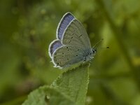 Cupido alcetas 3, Zuidelijk staartblauwtje, male, Saxifraga-Jan van der Straaten
