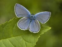 Cupido alcetas 5, Zuidelijk staartblauwtje, male, Saxifraga-Jan van der Straaten