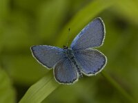 Cupido alcetas 6, Zuidelijk staartblauwtje, male, Saxifraga-Jan van der Straaten