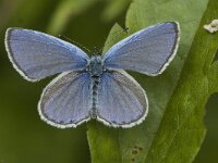 Cupido alcetas 8, Zuidelijk staartblauwtje, male, Saxifraga-Jan van der Straaten