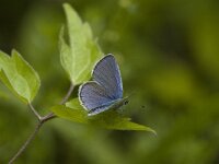 Cupido alcetas 9, Zuidelijk staartblauwtje, male, Saxifraga-Jan van der Straaten