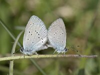 Cupido minimus 29, Dwergblauwtje, Saxifraga-Willem van Kruijsbergen