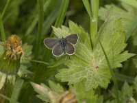 Cupido osiris 3, Zuidelijk dwergblauwtje, female, Saxifraga-Jan van der Straaten