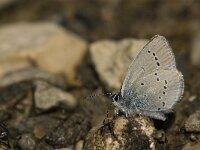 Cupido osiris 7, Zuidelijk dwergblauwtje, Saxifraga-Jan van der Straaten