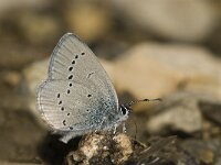 Cupido osiris 8, Zuidelijk dwergblauwtje, Saxifraga-Jan van der Straaten