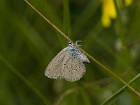 Cyaniris semiargus 32, Klaverblauwtje, Saxifraga-Willem van Kruijsbergen