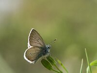 Cyaniris semiargus parnassia 36, Klaverblauwtje, Saxifraga-Kars Veling