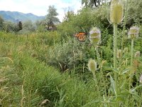 Danaus plexippus, 30, Monarchvlinder, on Dipsacus fullonum, Saxifraga-Kars Veling