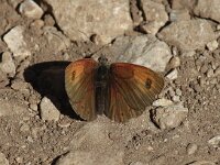 Erebia cassioides 4, Gewone glanserebia, male, Saxifraga-Jan van der Straaten