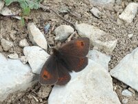 Erebia cassioides 8, Gewone glanserebia, male, Saxifraga-Jan van der Straaten
