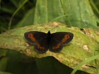 Erebia euryale 2, Grote erebia, male, Saxifraga-Jan van der Straaten