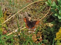 Erebia euryale 6, Grote erebia, Vlinderstichting-Albert Viegenthart