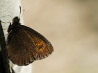 Erebia euryale 7, Grote erebia, Saxifraga-Jan van der Straaten