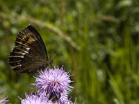 Erebia ligea 21, Boserebia, Saxifraga-Marijke Verhagen
