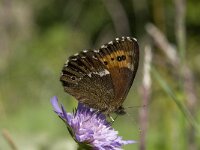 Erebia ligea 32, Boserebia, Saxifraga-Willem van Kruijsbergen