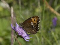 Erebia ligea 33, Boserebia, Saxifraga-Willem van Kruijsbergen