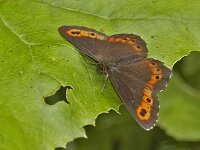 D_Boserebia #01, Leutasch : Erebia ligea, Boserebia