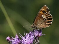 Erebia ligea 37, Boserebia, Saxifraga-Marijke Verhagen