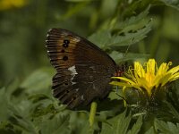 Erebia ligea 7, Boserebia, male, Saxifraga-Marijke Verhagen