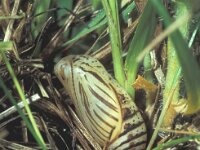 Erebia medusa 3, Voorjaarserebia, pupa, in leaf litter, Saxifraga-Frits Bink