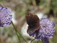 Erebia oeme 8, Bontoogerebia, Saxifraga-Jan van der Straaten
