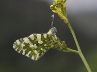 Euchloe ausonia 3, Oostelijk marmerwitje, Saxifraga-Kars Veling